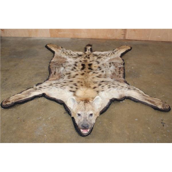 HYENA Rug with its Mounted Head and Double Felt Backing