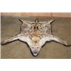 Image 1 : HYENA Rug with its Mounted Head and Double Felt Backing
