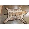 Image 3 : HYENA Rug with its Mounted Head and Double Felt Backing