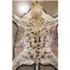 Image 4 : HYENA Rug with its Mounted Head and Double Felt Backing