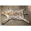 Image 5 : HYENA Rug with its Mounted Head and Double Felt Backing