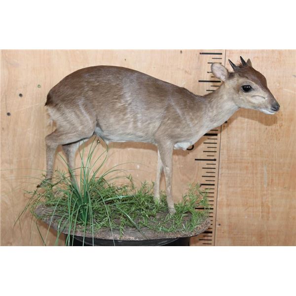 Life-sized BLUE DUIKER on a Decorative Base