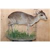 Image 1 : Life-sized BLUE DUIKER on a Decorative Base