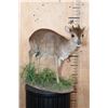 Image 2 : Life-sized BLUE DUIKER on a Decorative Base