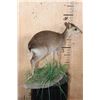 Image 3 : Life-sized BLUE DUIKER on a Decorative Base
