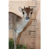 Image 4 : Life-sized BLUE DUIKER on a Decorative Base