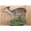 Image 5 : Life-sized BLUE DUIKER on a Decorative Base