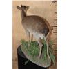 Image 6 : Life-sized BLUE DUIKER on a Decorative Base