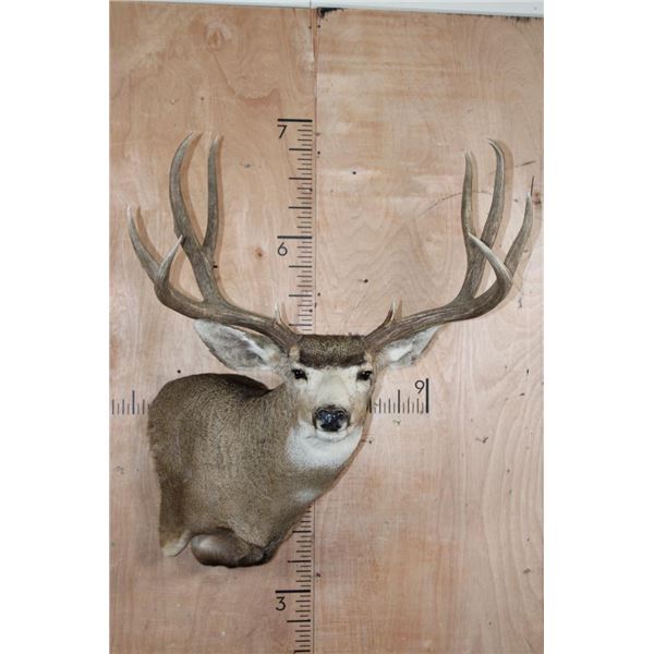 Massive 10-Point MULE DEER Wall Pedestal