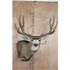 Image 1 : Massive 10-Point MULE DEER Wall Pedestal