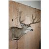 Image 2 : Massive 10-Point MULE DEER Wall Pedestal
