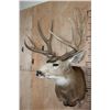Image 3 : Massive 10-Point MULE DEER Wall Pedestal