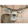 Image 4 : Massive 10-Point MULE DEER Wall Pedestal