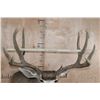 Image 5 : Massive 10-Point MULE DEER Wall Pedestal