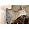 Image 6 : Massive 10-Point MULE DEER Wall Pedestal