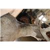 Image 7 : Massive 10-Point MULE DEER Wall Pedestal