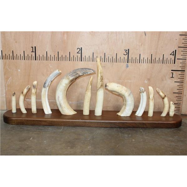 Full Set of 12 HIPPOPOTAMUS Ivory Tusks or HIPPO TEETH on a  Walnut Display