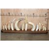 Image 1 : Full Set of 12 HIPPOPOTAMUS Ivory Tusks or HIPPO TEETH on a  Walnut Display