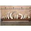 Image 2 : Full Set of 12 HIPPOPOTAMUS Ivory Tusks or HIPPO TEETH on a  Walnut Display