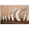 Image 3 : Full Set of 12 HIPPOPOTAMUS Ivory Tusks or HIPPO TEETH on a  Walnut Display