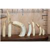 Image 4 : Full Set of 12 HIPPOPOTAMUS Ivory Tusks or HIPPO TEETH on a  Walnut Display
