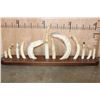 Image 5 : Full Set of 12 HIPPOPOTAMUS Ivory Tusks or HIPPO TEETH on a  Walnut Display