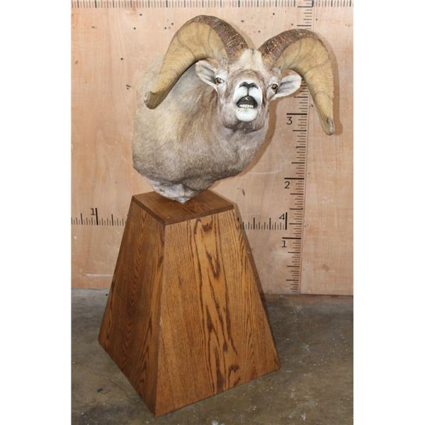 Massive ROCKY MOUNTAIN BIGHORN Sheep Pedestal Mount