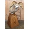 Image 1 : Massive ROCKY MOUNTAIN BIGHORN Sheep Pedestal Mount
