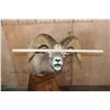 Image 2 : Massive ROCKY MOUNTAIN BIGHORN Sheep Pedestal Mount