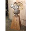 Image 3 : Massive ROCKY MOUNTAIN BIGHORN Sheep Pedestal Mount