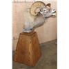 Image 4 : Massive ROCKY MOUNTAIN BIGHORN Sheep Pedestal Mount