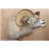 Image 5 : Massive ROCKY MOUNTAIN BIGHORN Sheep Pedestal Mount