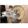 Image 6 : Massive ROCKY MOUNTAIN BIGHORN Sheep Pedestal Mount