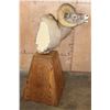 Image 7 : Massive ROCKY MOUNTAIN BIGHORN Sheep Pedestal Mount