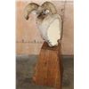 Image 8 : Massive ROCKY MOUNTAIN BIGHORN Sheep Pedestal Mount