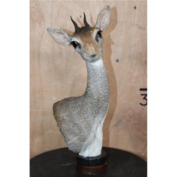 GUNTHER'S DIK-DIK Table Pedestal with a Marble and Wood Base