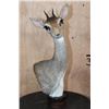 Image 1 : GUNTHER'S DIK-DIK Table Pedestal with a Marble and Wood Base