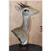 Image 2 : GUNTHER'S DIK-DIK Table Pedestal with a Marble and Wood Base