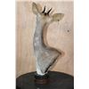 Image 4 : GUNTHER'S DIK-DIK Table Pedestal with a Marble and Wood Base