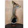 Image 5 : GUNTHER'S DIK-DIK Table Pedestal with a Marble and Wood Base
