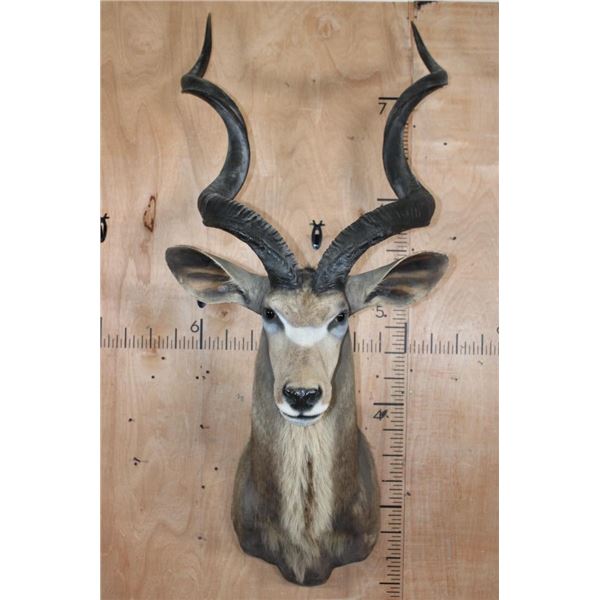 XXL Trophy Size KUDU Shoulder Mount