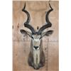 Image 1 : XXL Trophy Size KUDU Shoulder Mount