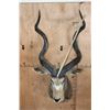Image 2 : XXL Trophy Size KUDU Shoulder Mount