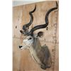 Image 3 : XXL Trophy Size KUDU Shoulder Mount