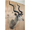 Image 4 : XXL Trophy Size KUDU Shoulder Mount