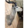 Image 5 : XXL Trophy Size KUDU Shoulder Mount