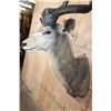 Image 6 : XXL Trophy Size KUDU Shoulder Mount