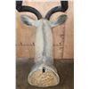 Image 7 : XXL Trophy Size KUDU Shoulder Mount
