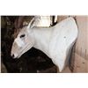 Image 5 : *TEXAS RESIDENTS ONLY* ADDAX Wall Pedestal Mount