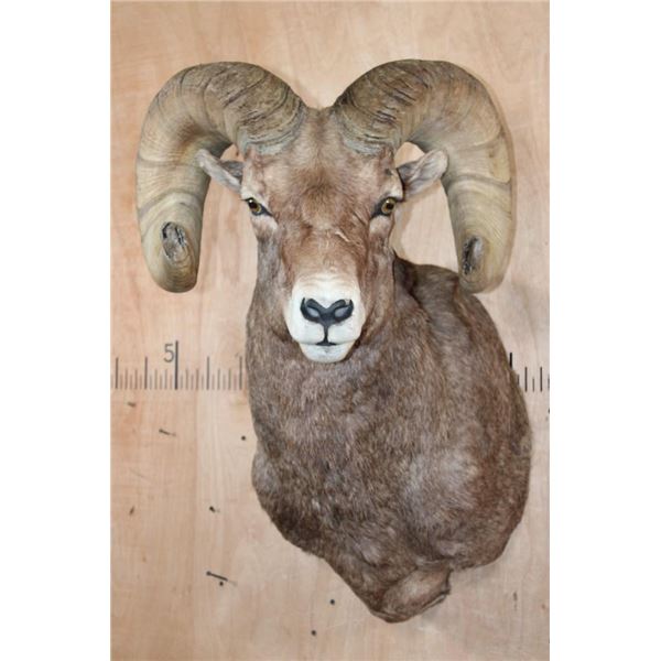 Massive ROCKY MOUNTAIN BIG HORN Sheep Ram Shoulder Mount